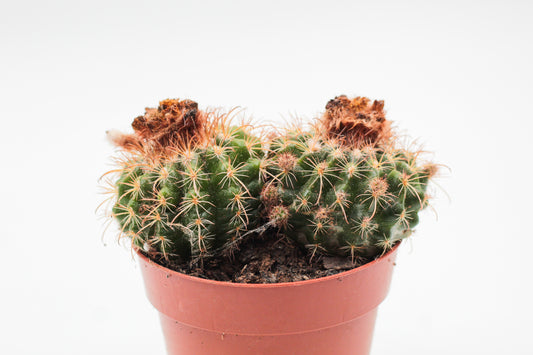Parodia mairanana