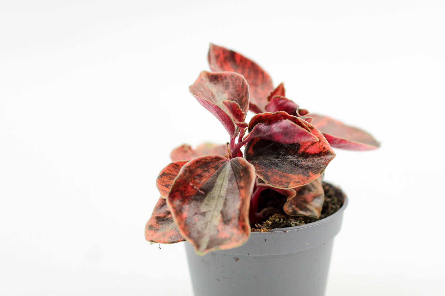 Peperomia Creme Brulee