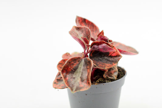 Peperomia Creme Brulee