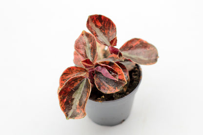Peperomia Creme Brulee