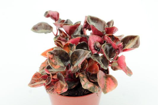 Peperomia Creme Brulee