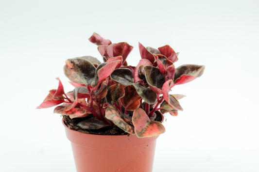 Peperomia Creme Brulee