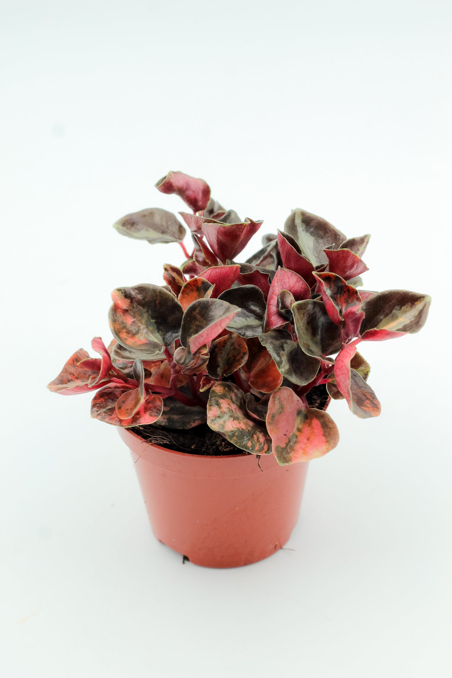 Peperomia Creme Brulee