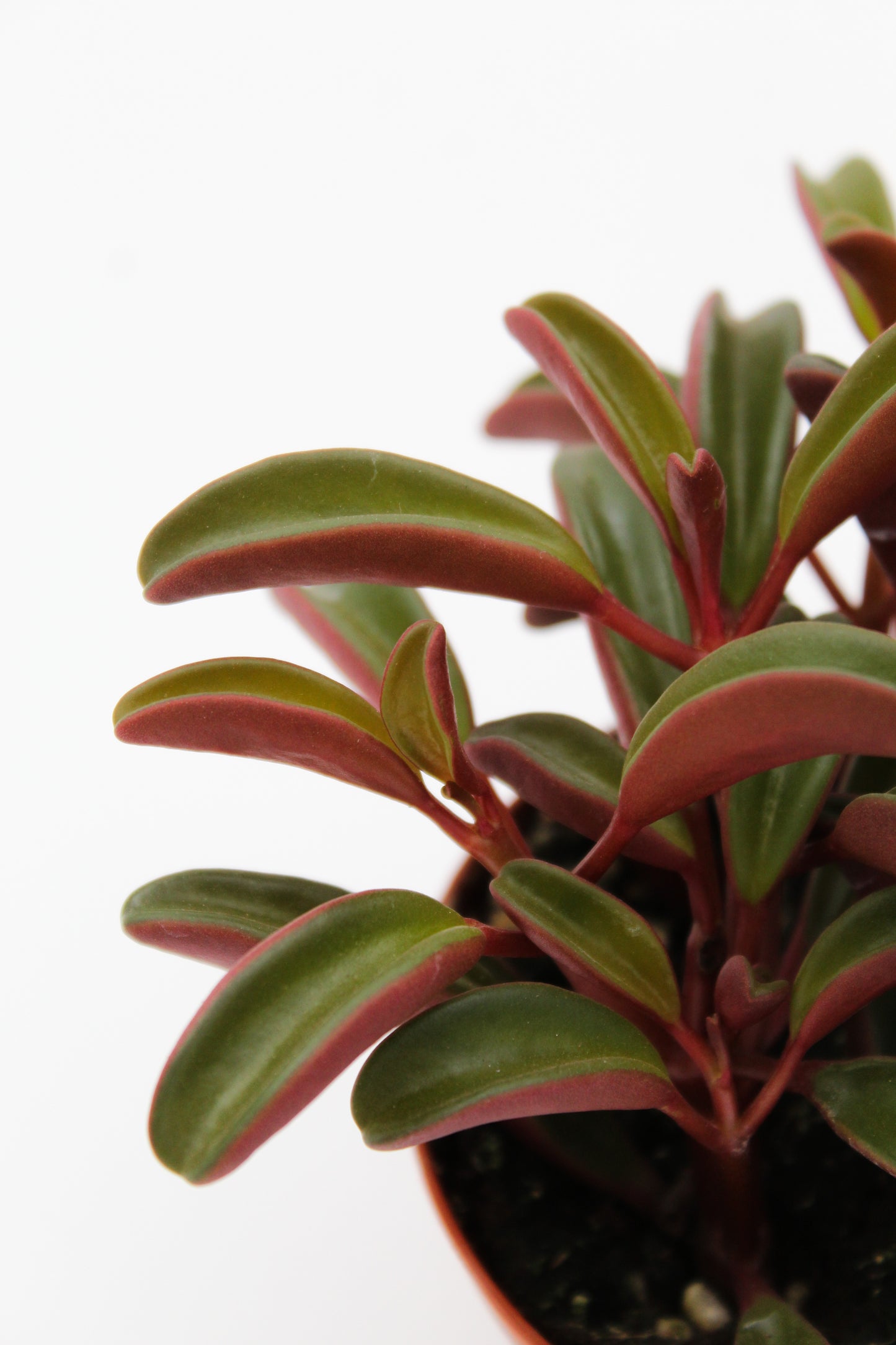 Peperomia Graveolens