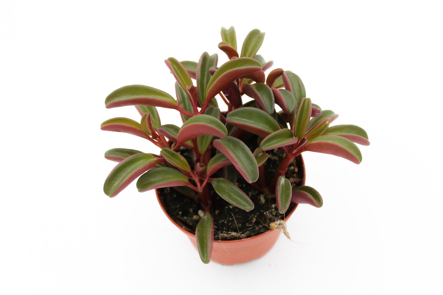 Peperomia Graveolens