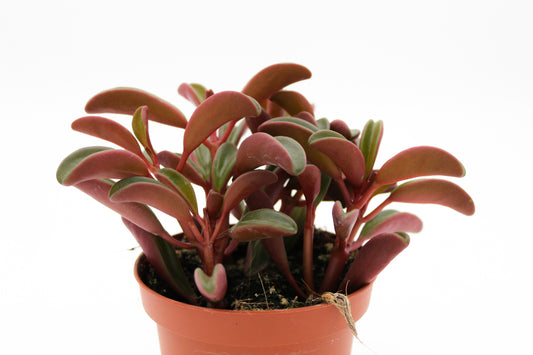 Peperomia Graveolens