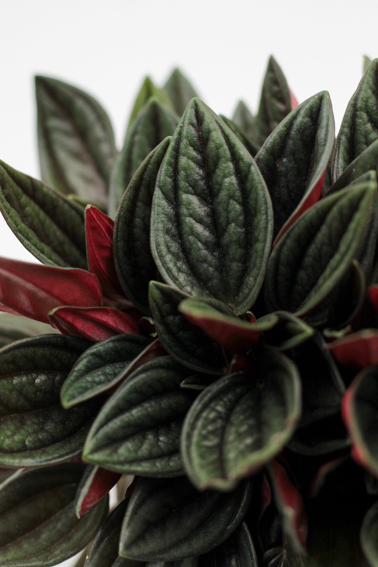 Peperomia caperata ‘Rosso’ Rattenstaartje