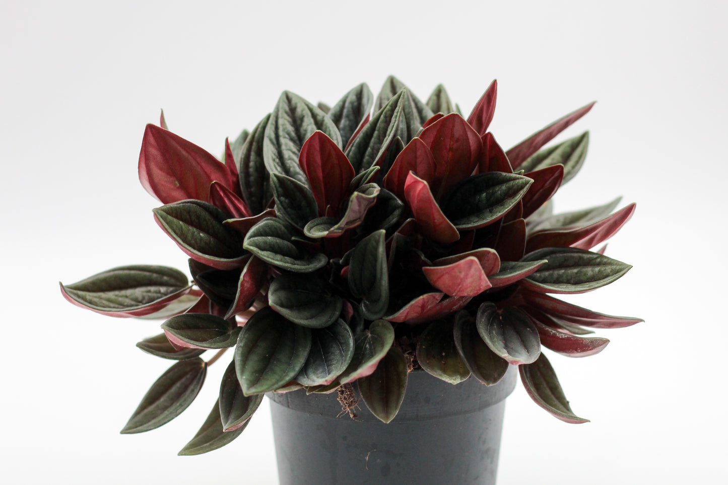 Peperomia caperata ‘Rosso’ Rattenstaartje