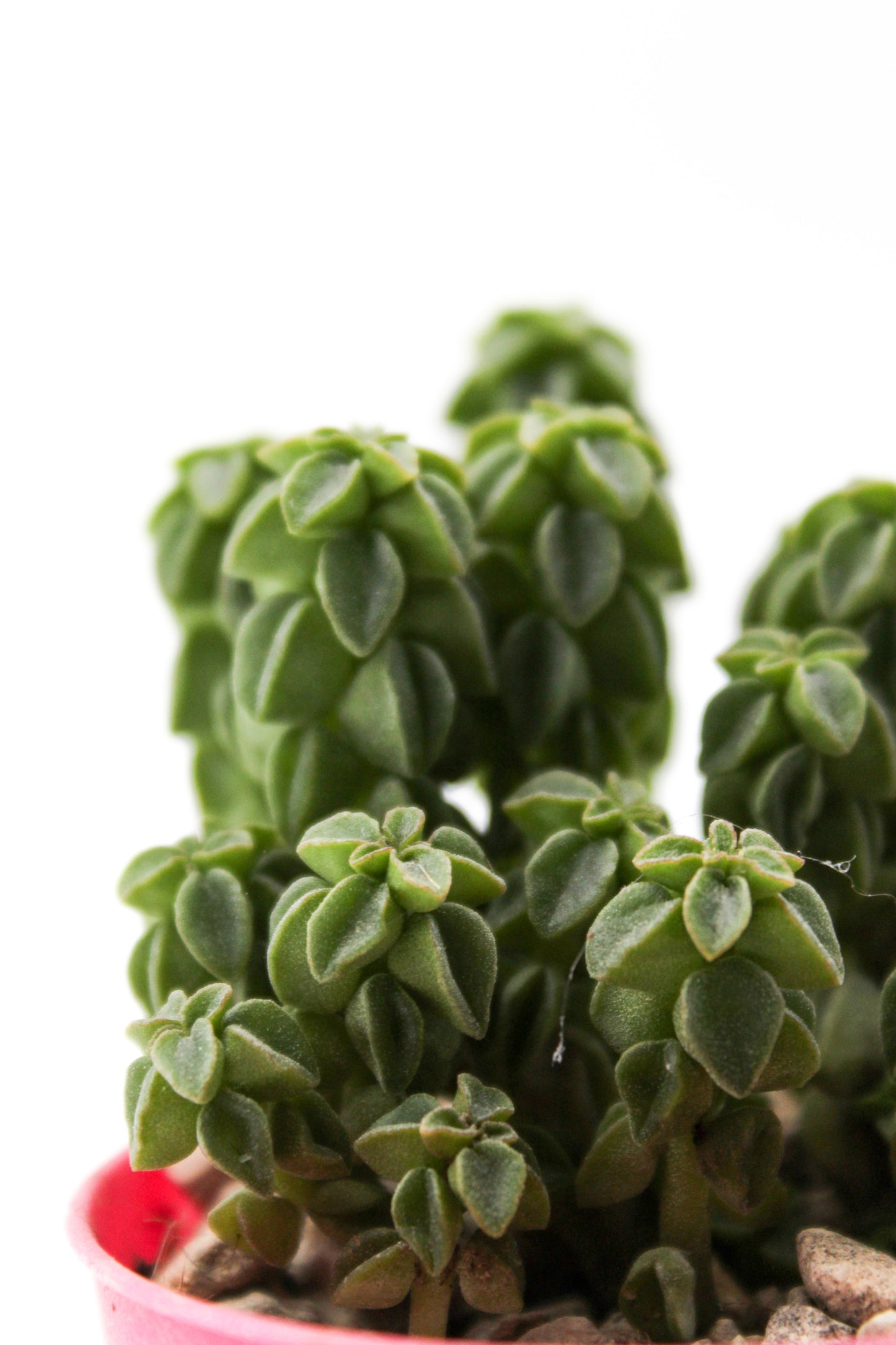 Peperomia columella