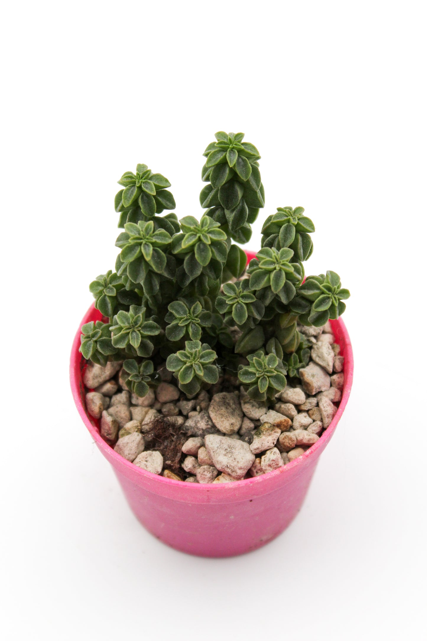 Peperomia columella