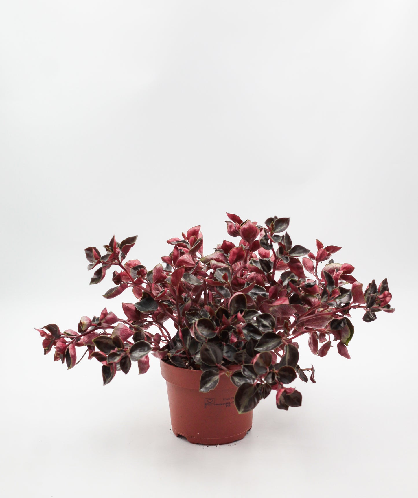 Peperomia metallica var.colombiana