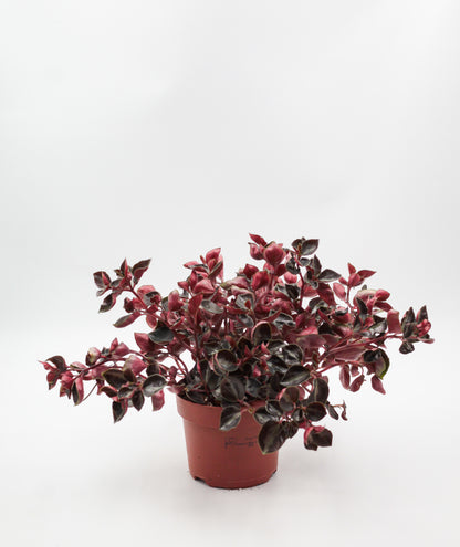 Peperomia metallica var.colombiana