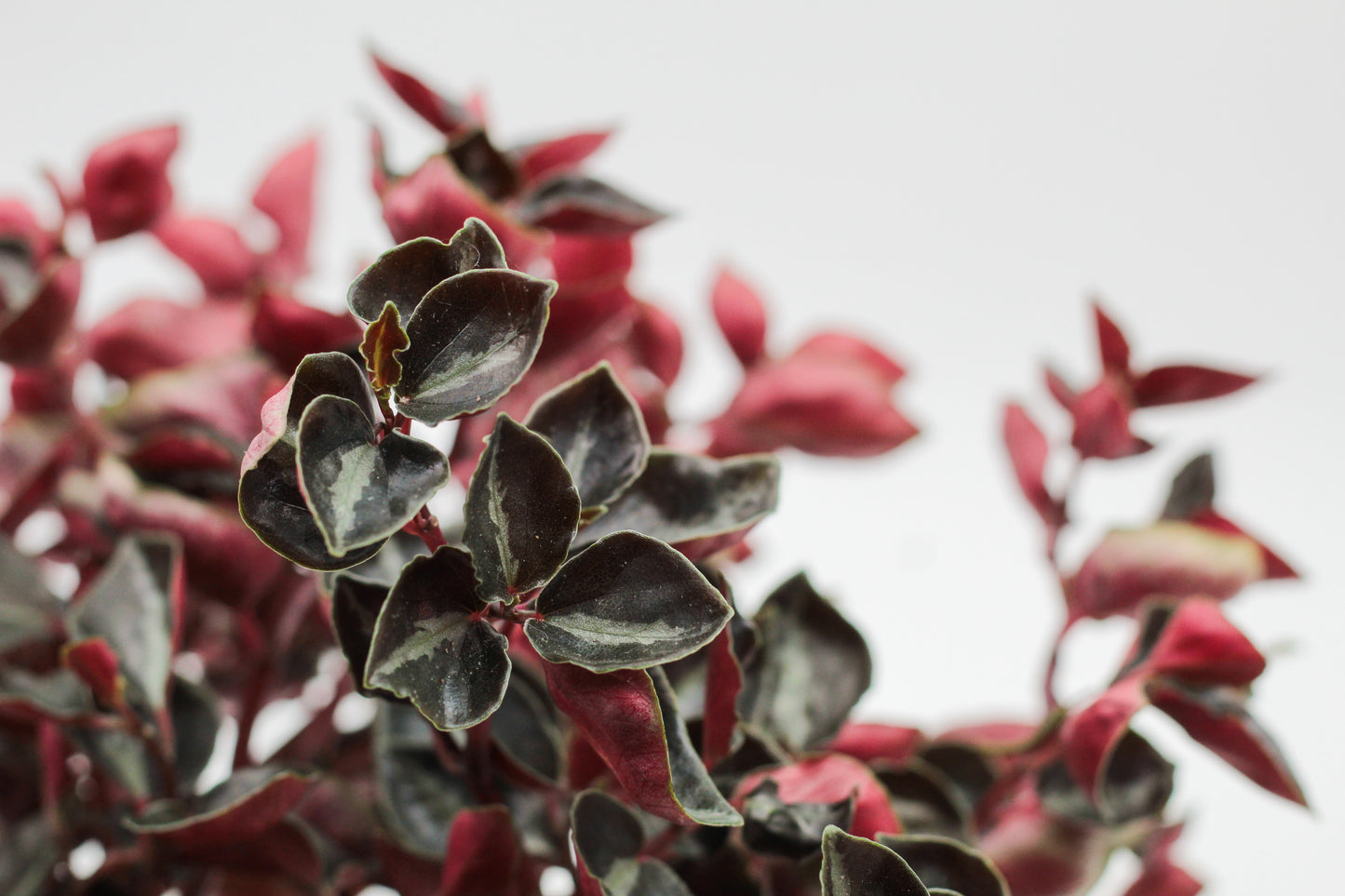 Peperomia metallica var.colombiana