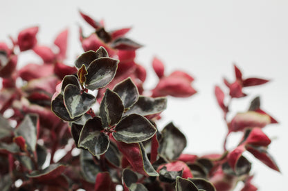 Peperomia metallica var.colombiana