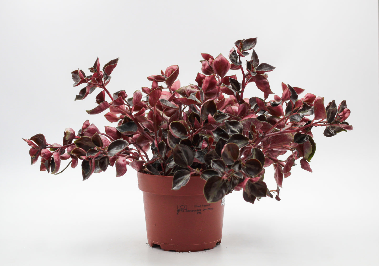 Peperomia metallica var.colombiana