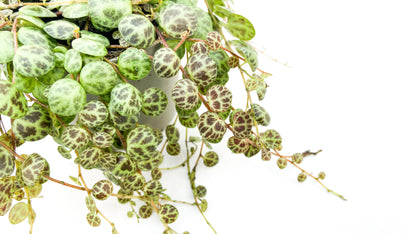 Peperomia prostrata "string of turtles"
