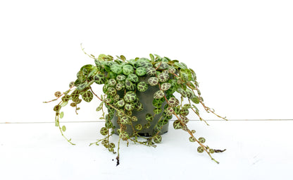 Peperomia prostrata "string of turtles"
