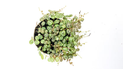 Peperomia prostrata "string of turtles"