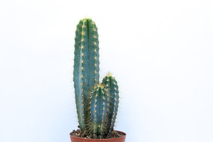 Pilosocereus Azureus Columnar Cactus