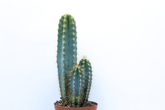 Pilosocereus Azureus