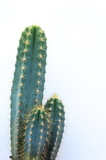 Pilosocereus Azureus Columnar Cactus