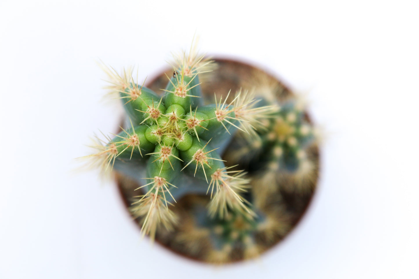 Pilosocereus Azureus Columnar Cactus