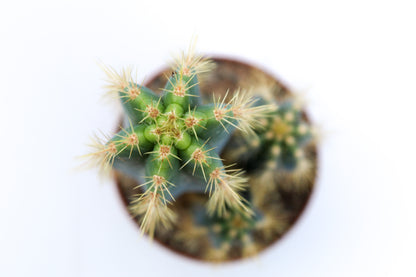 Pilosocereus Azureus Columnar Cactus