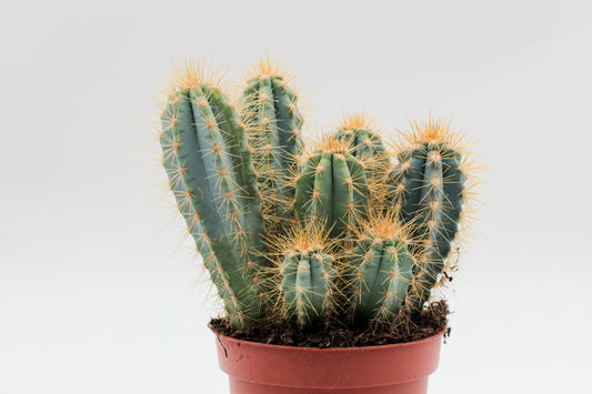 Pilosocereus azureus