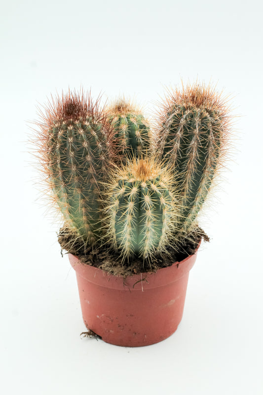 Pilosocereus gounellei