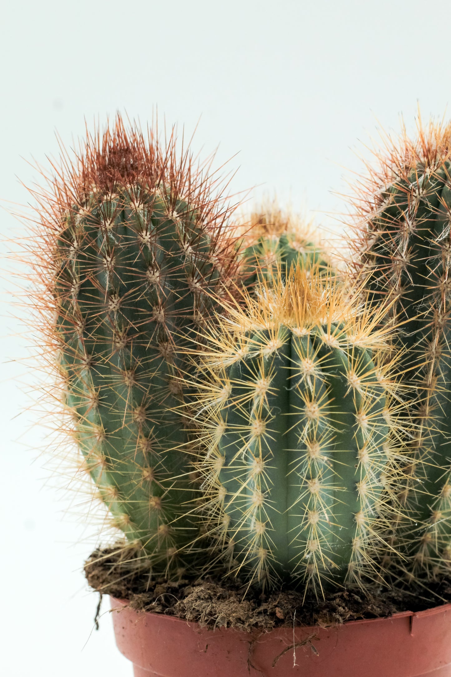 Pilosocereus gounellei large