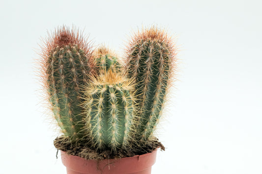 Pilosocereus gounellei