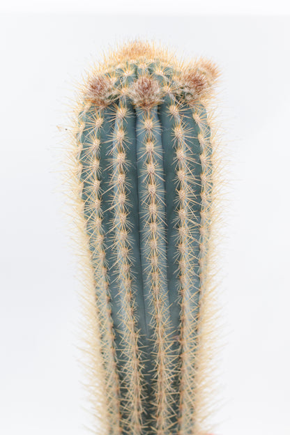 Pilosocereus gounellei groot