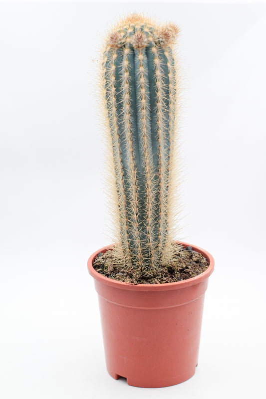 Pilosocereus gounellei groot