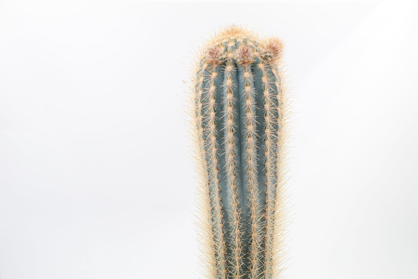 Pilosocereus gounellei groot