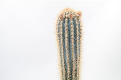 Pilosocereus gounellei groot