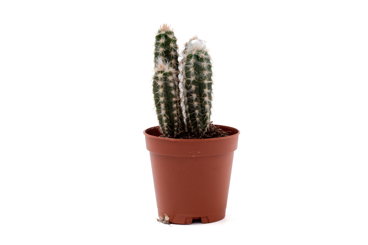 Pilosocereus leucocephalus