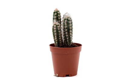 Pilosocereus leucocephalus