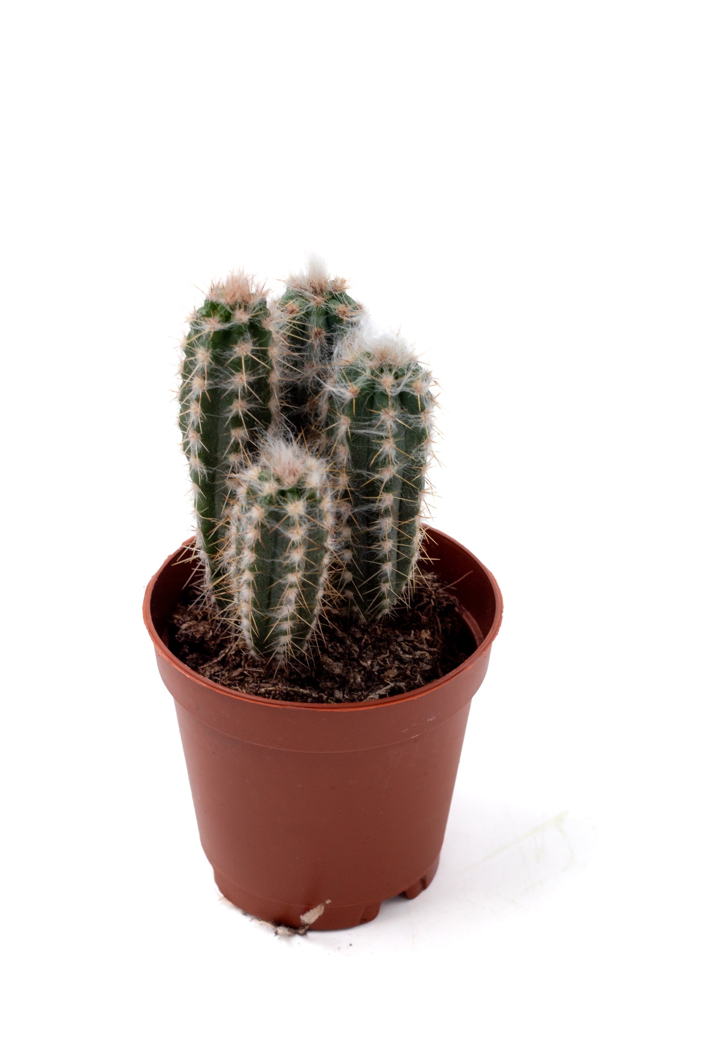 Pilosocereus leucocephalus