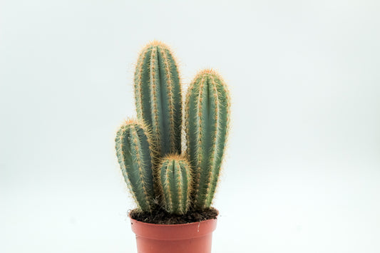 Pilosocereus magnificus