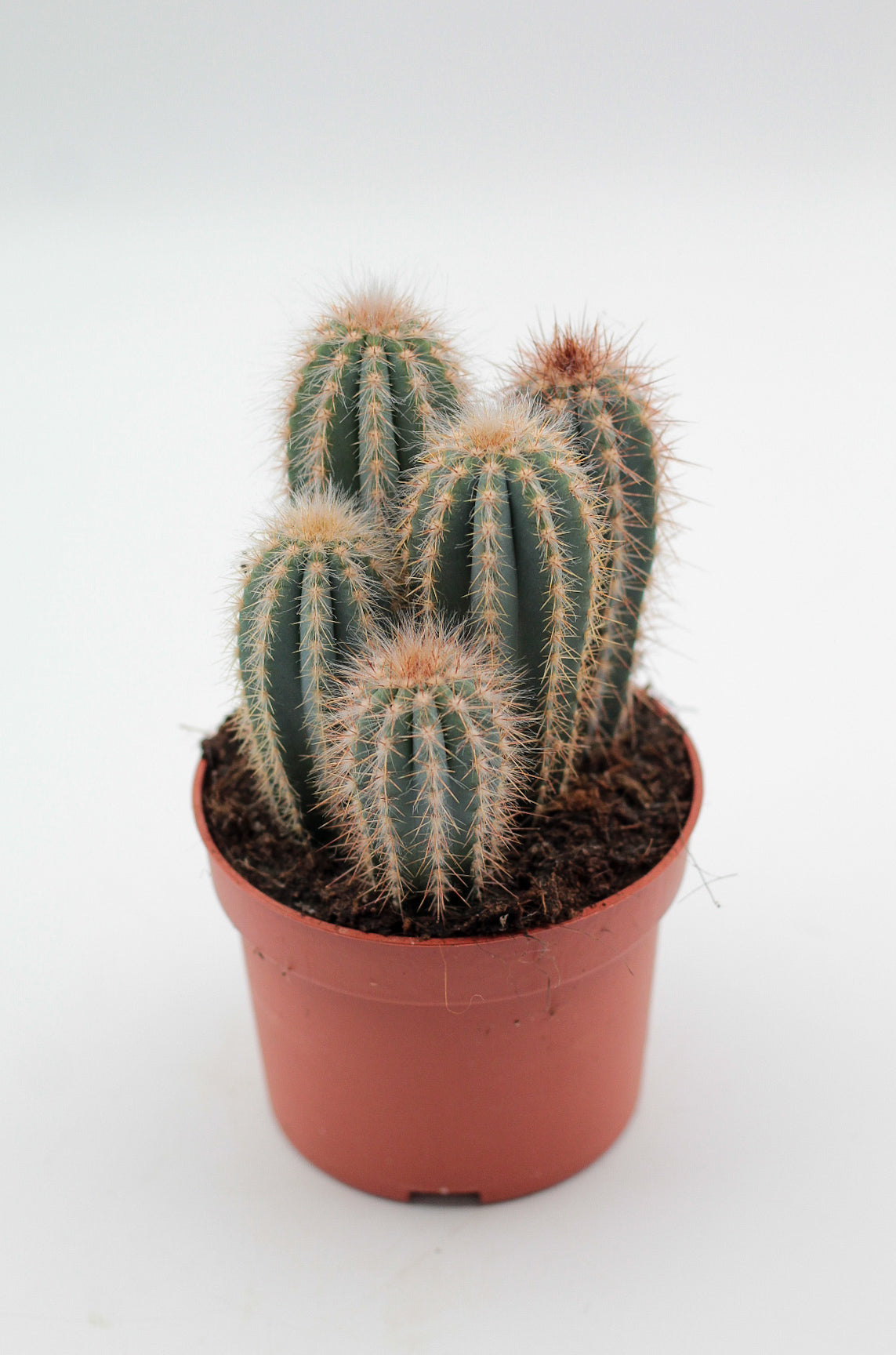 Pilosocereus magnificus