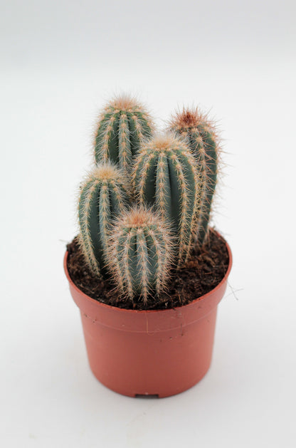 Pilosocereus magnificus