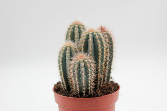 Pilosocereus magnificus