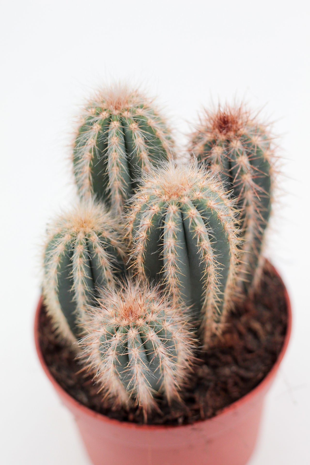 Pilosocereus magnificus