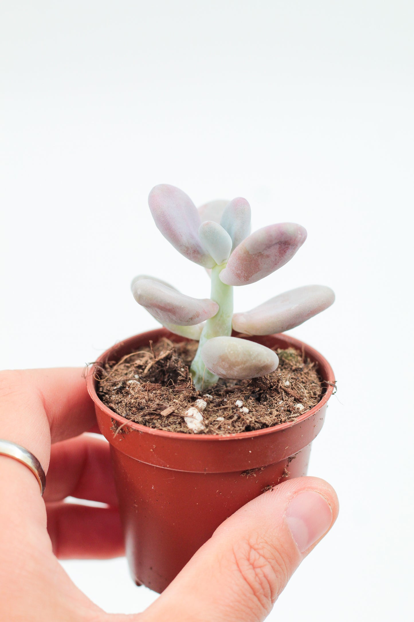 Pachyveria oviferum roseum "Pink moonstones"