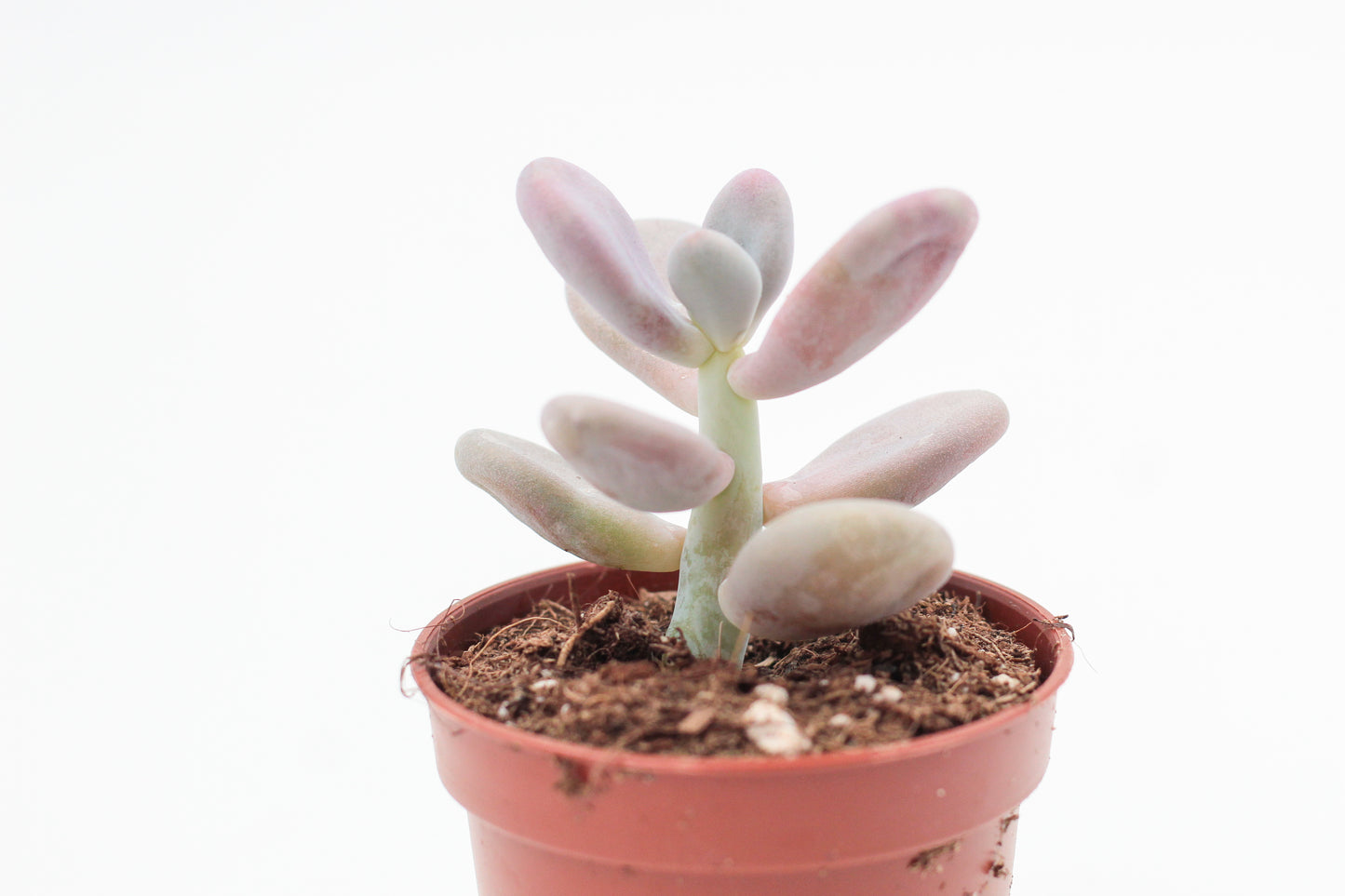 Pachyveria oviferum roseum "Pink moonstones"
