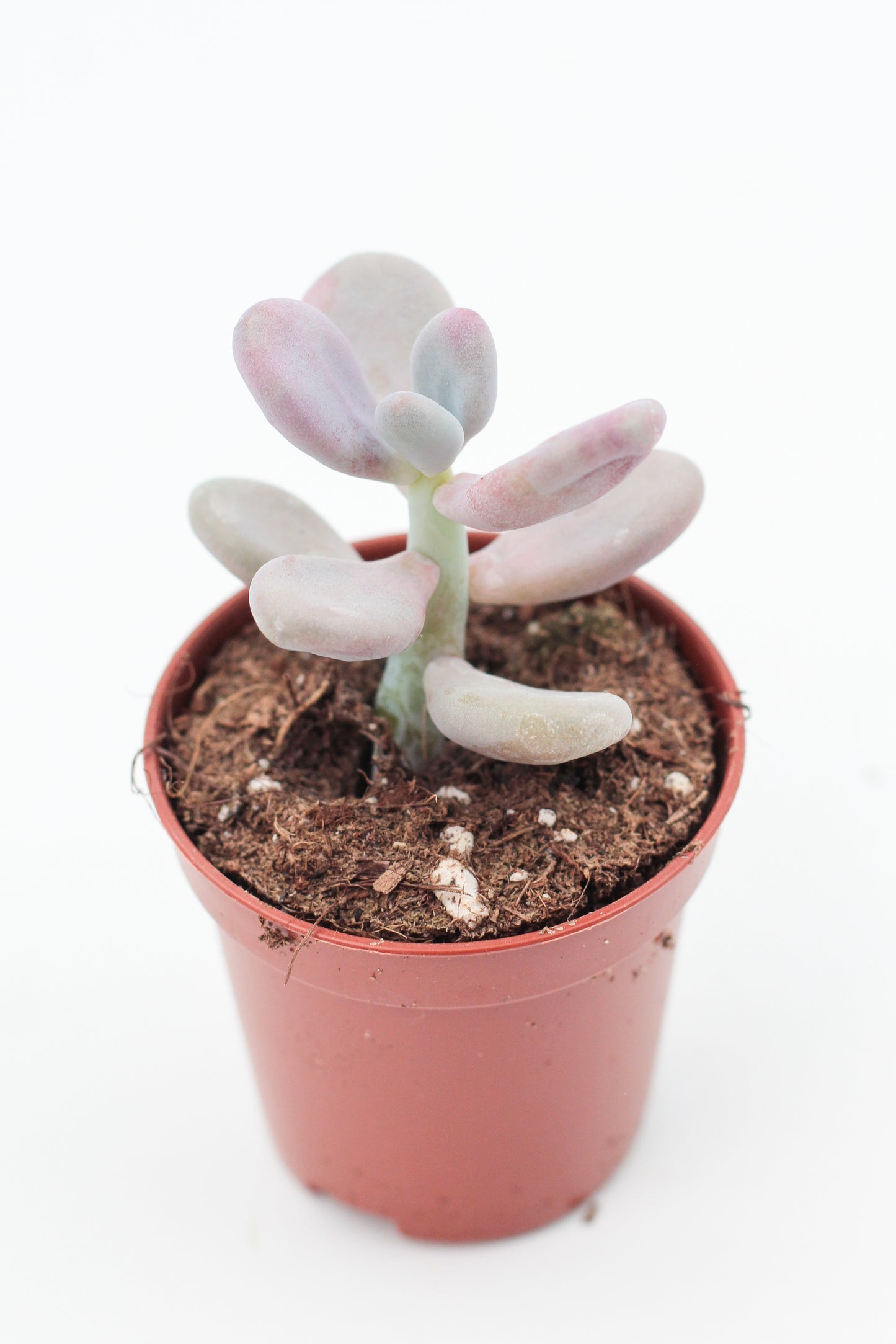 Pachyveria oviferum roseum "Pink moonstones"