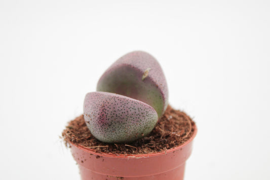 Pleiospilos nelii Rubra