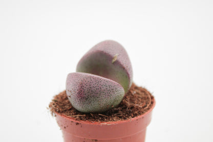 Pleiospilos nelii Rubra