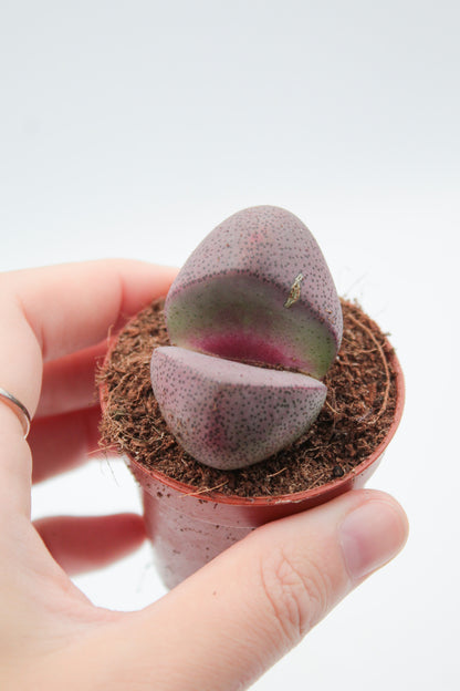 Pleiospilos nelii Rubra