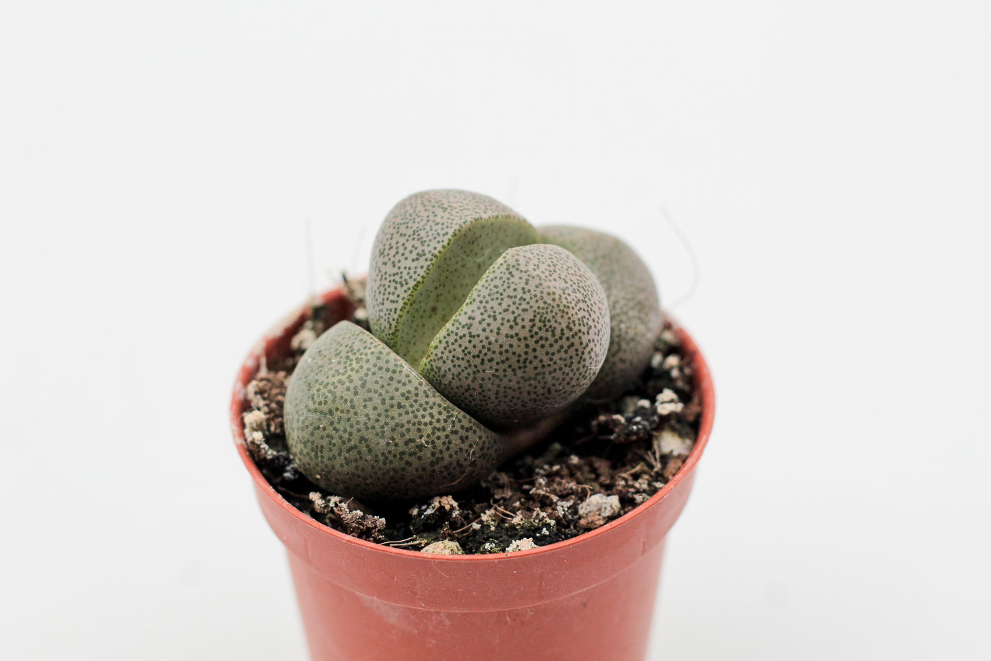 Pleiospilos nelii